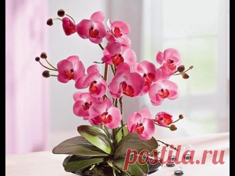ЕСЛИ СЛОМАЛСЯ ЦВЕТОНОС ОРХИДЕИ .СЛОМАННЫЙ #ЦВЕТОНОС #ORCHIDS  #64 #oldenburgru - YouTube