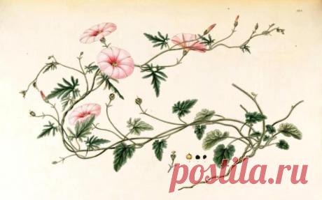 Как вывести вьюнок с огорода? - LadySpecial.ru