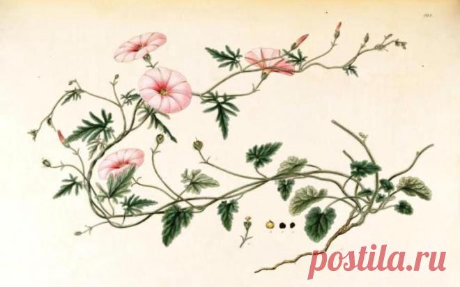 Как вывести вьюнок с огорода? - LadySpecial.ru