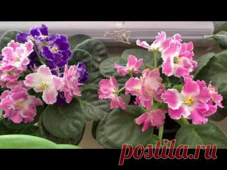 УХОД ЗА ФИАЛКОЙ ОСЕНЬЮ !  ГЛАВНЫЙ ВРАГ ФИАЛКИ ОСЕНЬЮ !!!