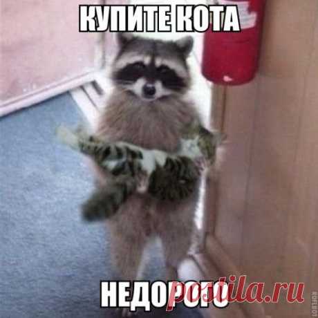 Новые прикольные фотомемы (35 шт)