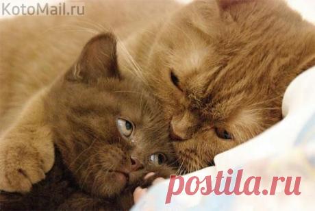 Почитай мне сказку на ночь, мам...