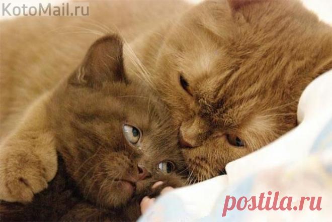 Почитай мне сказку на ночь, мам...