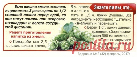 Шишки хмеля лечат
