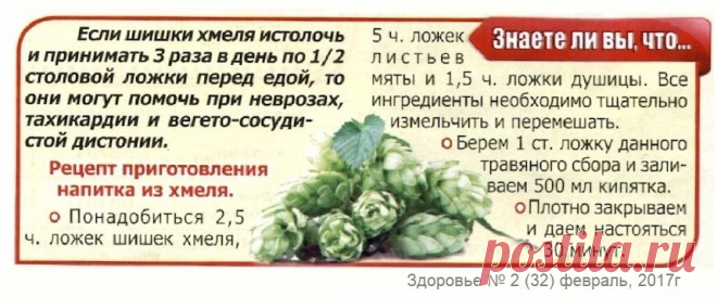 Шишки хмеля лечат
