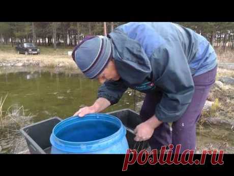 ЗАРЫБЛЕНИЕ ПРУДА. Как  ЗАРЫБИТЬ АМУРА. 100% результат - YouTube
