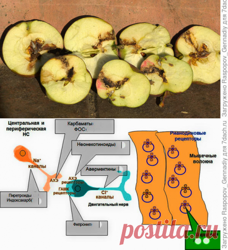 Плодожорка – самый опасный вредитель урожая. Современные методы борьбы