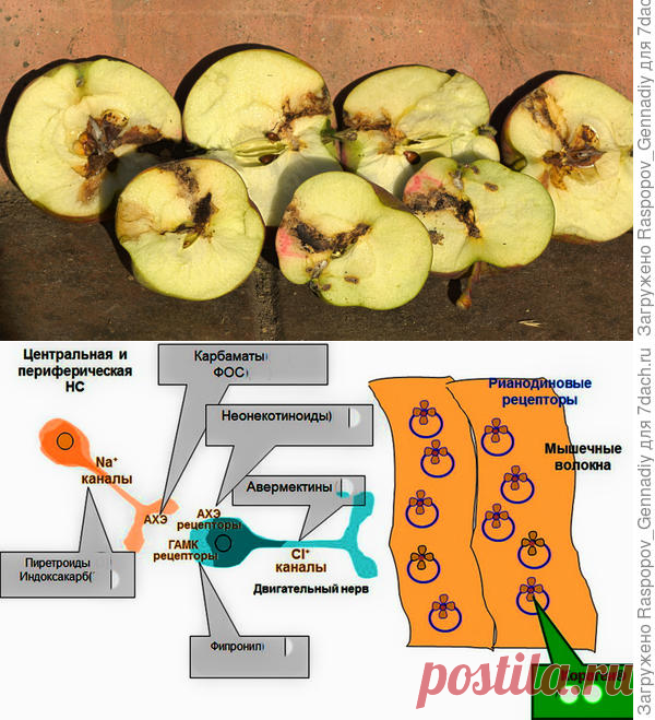 Плодожорка – самый опасный вредитель урожая. Современные методы борьбы