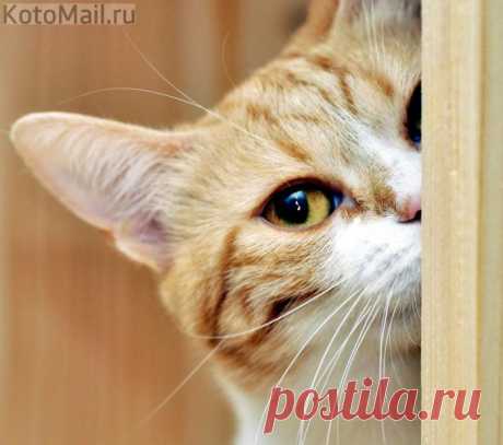 Я - всё замечаю, просто ничего не говорю