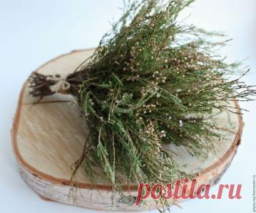 Вереск: природное кровоочистительное средство. 
Вереск — необыкновенно красивое растения, обладающее большим спектром лечебных свойств.
В переводе с греческого «вереск» означает – чистить. Ведь это растение является превосходным кровоочистительным…