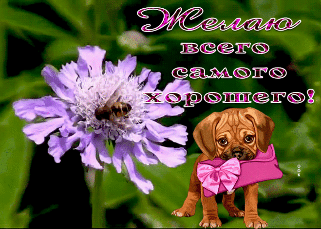 Картинка желаю всего самого хорошего с песиком