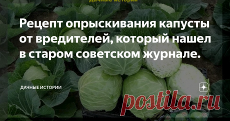 Рецепт опрыскивания капусты от вредителей, который нашел в старом советском журнале.