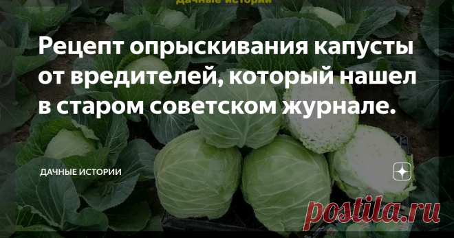 Рецепт опрыскивания капусты от вредителей, который нашел в старом советском журнале.