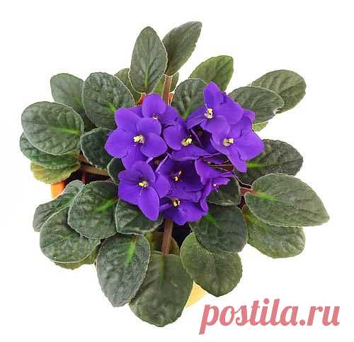 Фиалки цветут в ноябре. Как поливать фиалки.
