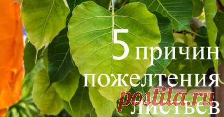 Почему желтеют растения – объясняем все причины (инфографика) Если до осени далеко, а листья растений начали желтеть – это верный признак того, что им нездоровится. Мы расскажем о наиболее вероятных причинах изменения цвета листьев.