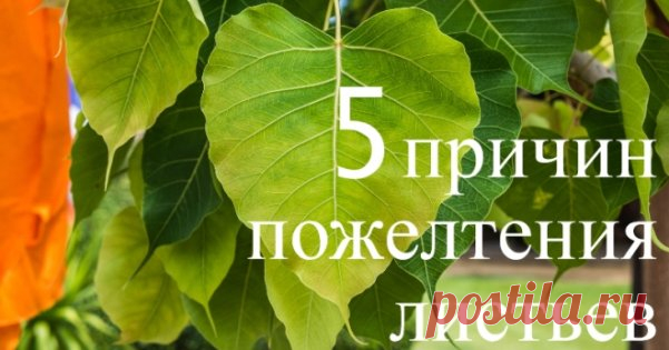 Почему желтеют растения – объясняем все причины (инфографика) Если до осени далеко, а листья растений начали желтеть – это верный признак того, что им нездоровится. Мы расскажем о наиболее вероятных причинах изменения цвета листьев.