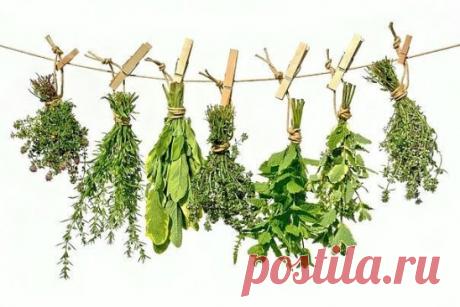 Считалка-напоминалка народного лекаря.
Лечит мята невралгию,
Свеколка - гипертонию,
Земляника гонит соль,
А шалфей - зубную боль,
Арбуз кушай при нефрите,
А бруснику - при артрите,
Чтобы было больше сил,
Помни ты про девясил.
Клюква вылечит цистит,
Редька - кашель и бронхит,
Головную боль - калина,
А простуду - чай с малиной.
Печень подлечи рябиной,
Сердце - мятой и калиной,
Чтоб забыть о диабете -
Топинамбур ешь все лето.
Астму вылечи иссопом,
Мочевой пузырь - укропом.
Раны, язвы, геморрой