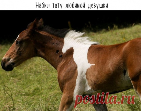 У природы любой окрас в моде! 16 фото животных