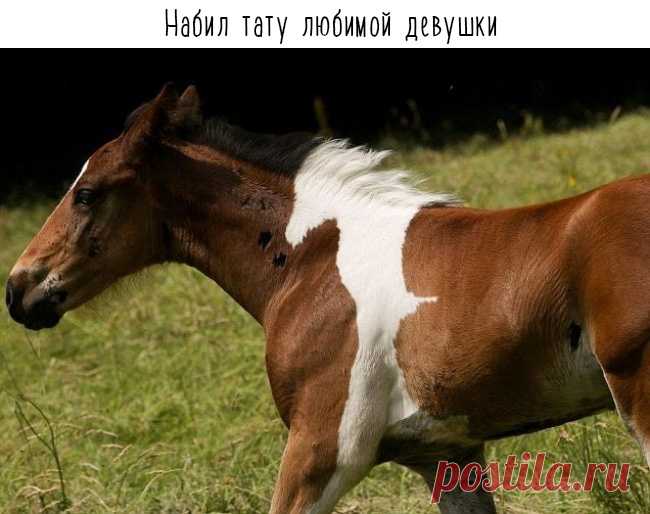 У природы любой окрас в моде! 16 фото животных