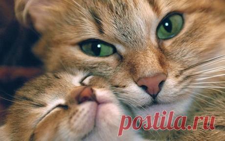 Возьми кота на счастье, коты и кошки дарящие надежду