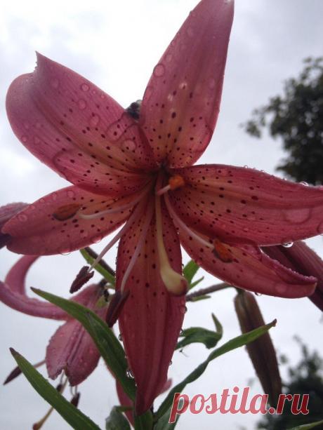 Я люблю ✿ ЦВЕТЫ ✿ | I ♥ Flowers