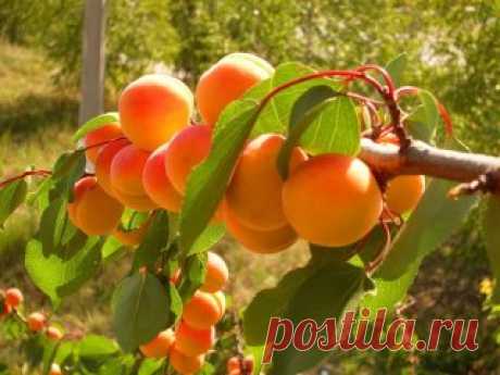 С дерева вкуснее !