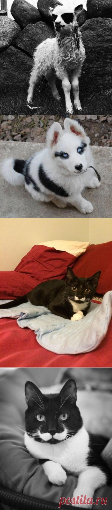 Пост, в очередной раз доказывающий, что у природы отличное чувство юмора