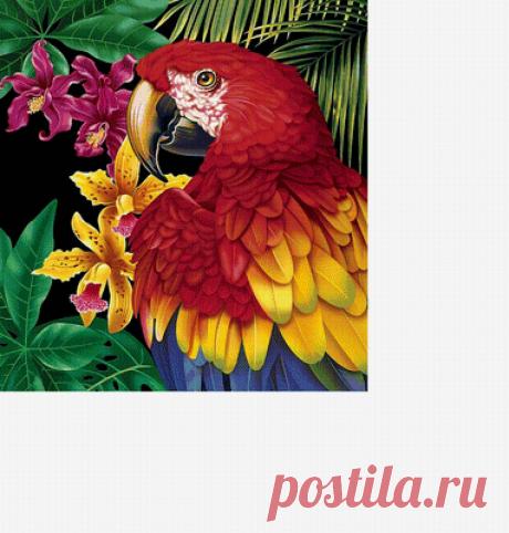 Схема вышивки «Красивый попугай» - Вышивка крестом