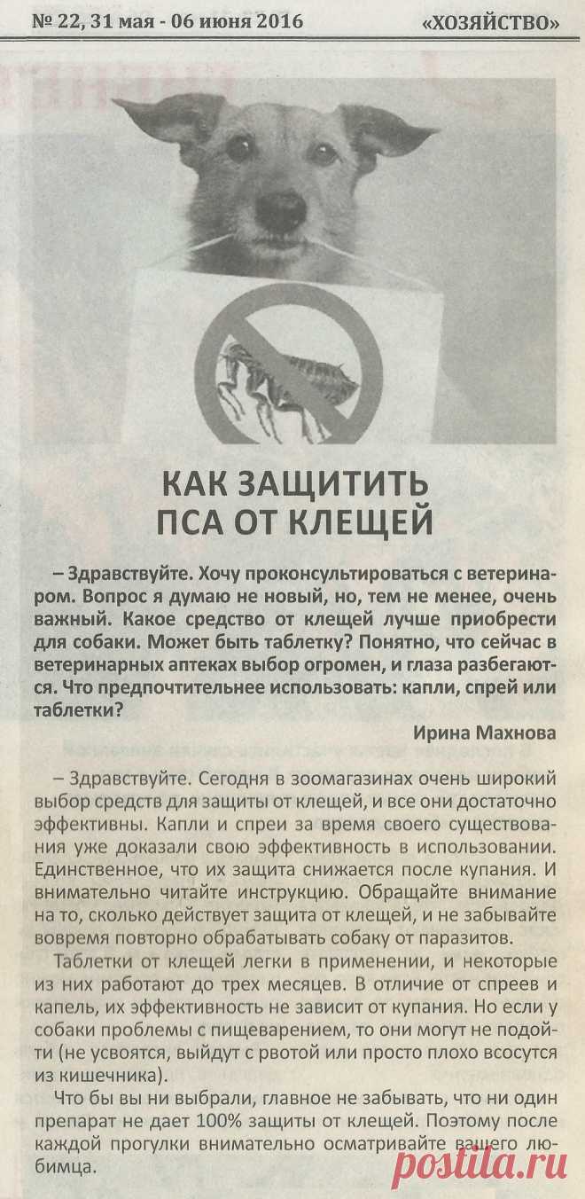 Как защитить пса от клещей