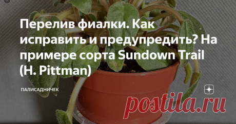 Перелив фиалки. Как исправить и предупредить? На примере сорта Sundown Trail (H. Pittman) Как поможет мох сфагнум в выхаживании растения.