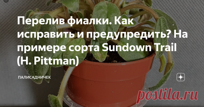 Перелив фиалки. Как исправить и предупредить? На примере сорта Sundown Trail (H. Pittman) Как поможет мох сфагнум в выхаживании растения.