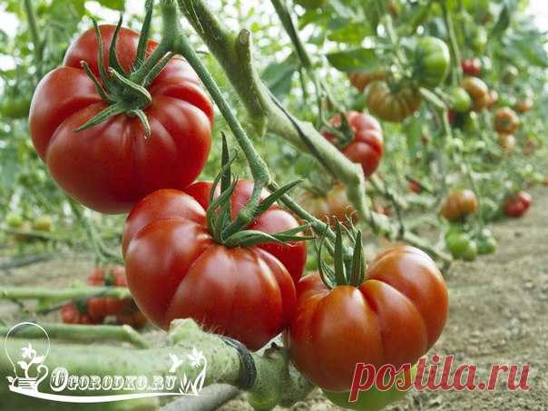 Я провожу подкормку следующим образом:

Первую корневую подкормку я провожу через 3 недели после посадки: в 10 литрах воды развожу 1 столовую ложку