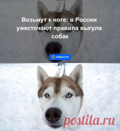 3-3-21-Возьмут к ноге: в России ужесточают правила выгула собак - Новости Mail.ru