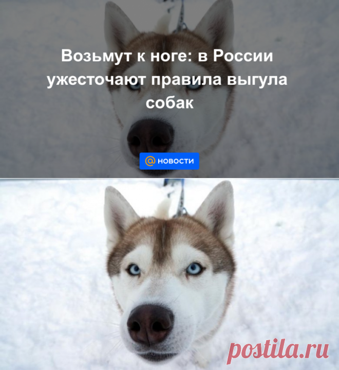 3-3-21-Возьмут к ноге: в России ужесточают правила выгула собак - Новости Mail.ru