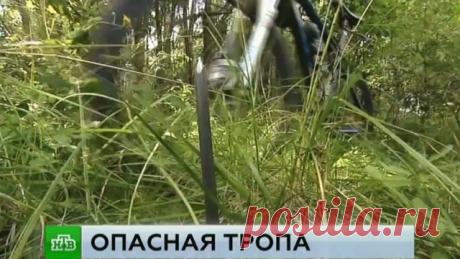 Охотники на людей закопали в подмосковном лесу металлические штыри