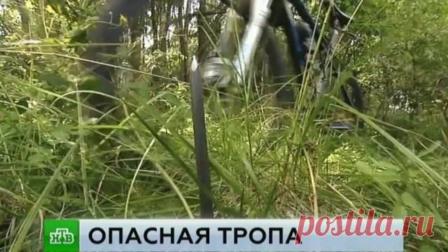 Охотники на людей закопали в подмосковном лесу металлические штыри