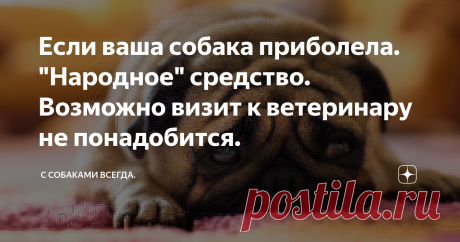 Если ваша собака приболела. "Народное" средство. Возможно визит к ветеринару не понадобится. Статья автора «С собаками всегда.» в Дзене ✍: Фото из интернета.
Бывало ли у вас, что ваша собака словно бы впадает в депрессию? Отказывается есть, играет вяло, а то и вовсе не хочет играть.