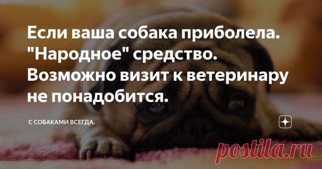 Если ваша собака приболела. 