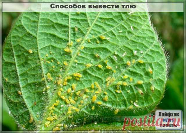25 СПОСОБОВ ВЫВЕСТИ ТЛЮ - СОВЕТЫ ДАЧНИКАМ

1. Водкой. Для обработки пойдет самая дешевая. Все, что нужно, так это налить ее в пульверизатор и опрыснуть растения.
2. Кока-колой. Использовать так же, как и водку.
3. Хозяйственным мылом: 200 г растворить в 10 л воды.
4. Нашатырем: 1 ст. ложку развести в 10 л воды.
5. Кальцинированной содой: 1 ст. ложку растворить в 1 л воды. Добавить 40 г хозяйственного мыла.
6. Золой: 200–300 г залить 5 л крутого кипятка, остудить, процедить...