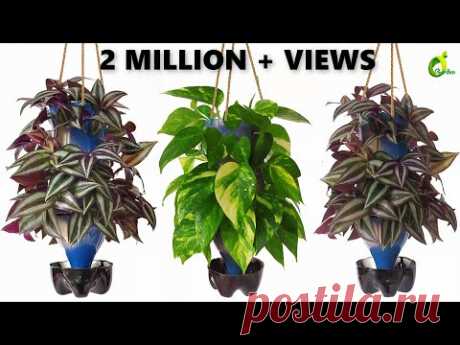 Plants Growing In Plastic Bottles/ bottle Planter/Recycle plastic Bottle Into Planter/ORGANIC GARDEN