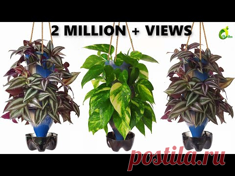 Plants Growing In Plastic Bottles/ bottle Planter/Recycle plastic Bottle Into Planter/ORGANIC GARDEN