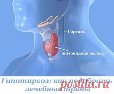 Гипотиреоз: как подобрать лечебные травы