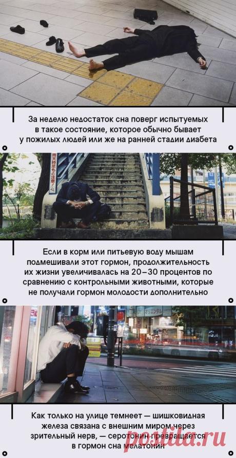 Ленись или умрешь: как лодыри и сони ухитряются жить эффективнее трудоголиков / Surfingbird - мы делаем интернет лучше
