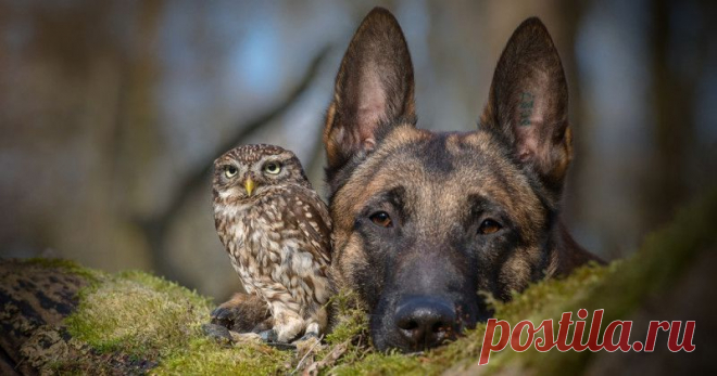 Ты не поверишь своим глазам, когда увидишь, с кем дружит этот пес!