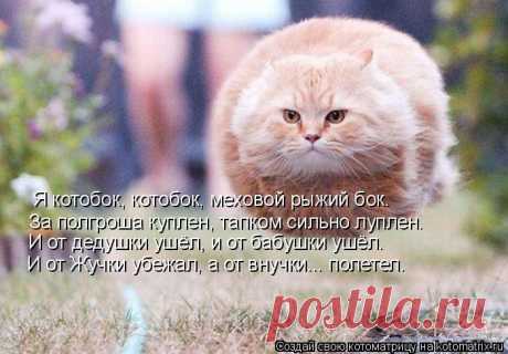 Котоматрица: Случайные котоматрицы