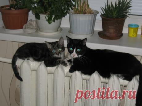 это мы животики свои греем