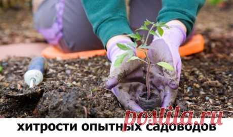 Хитрости опытных садоводов: йод для растений | 6 соток