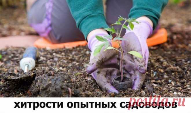 Хитрости опытных садоводов: йод для растений | 6 соток