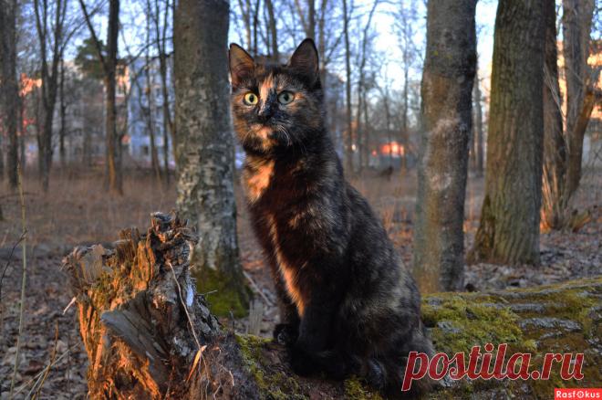Фото: Василиса. Фотограф Николай Попов. Фото животных - Фото и фотограф на Расфокусе.