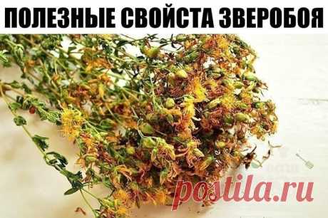 ОБЫЧНЫЙ ЗВЕРОБОЙ - НО КАК ПОВЫШАЕТ ГОРМОНЫ СЧАСТЬЯ! - Эксклюзив - медиаплатформа МирТесен